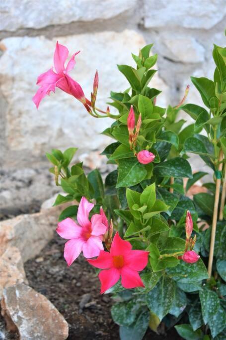 Smailis Apartment 1 Koroni  ภายนอก รูปภาพ